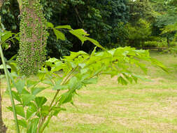 Image of fishtail palm