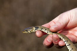 Image of Grass Snake