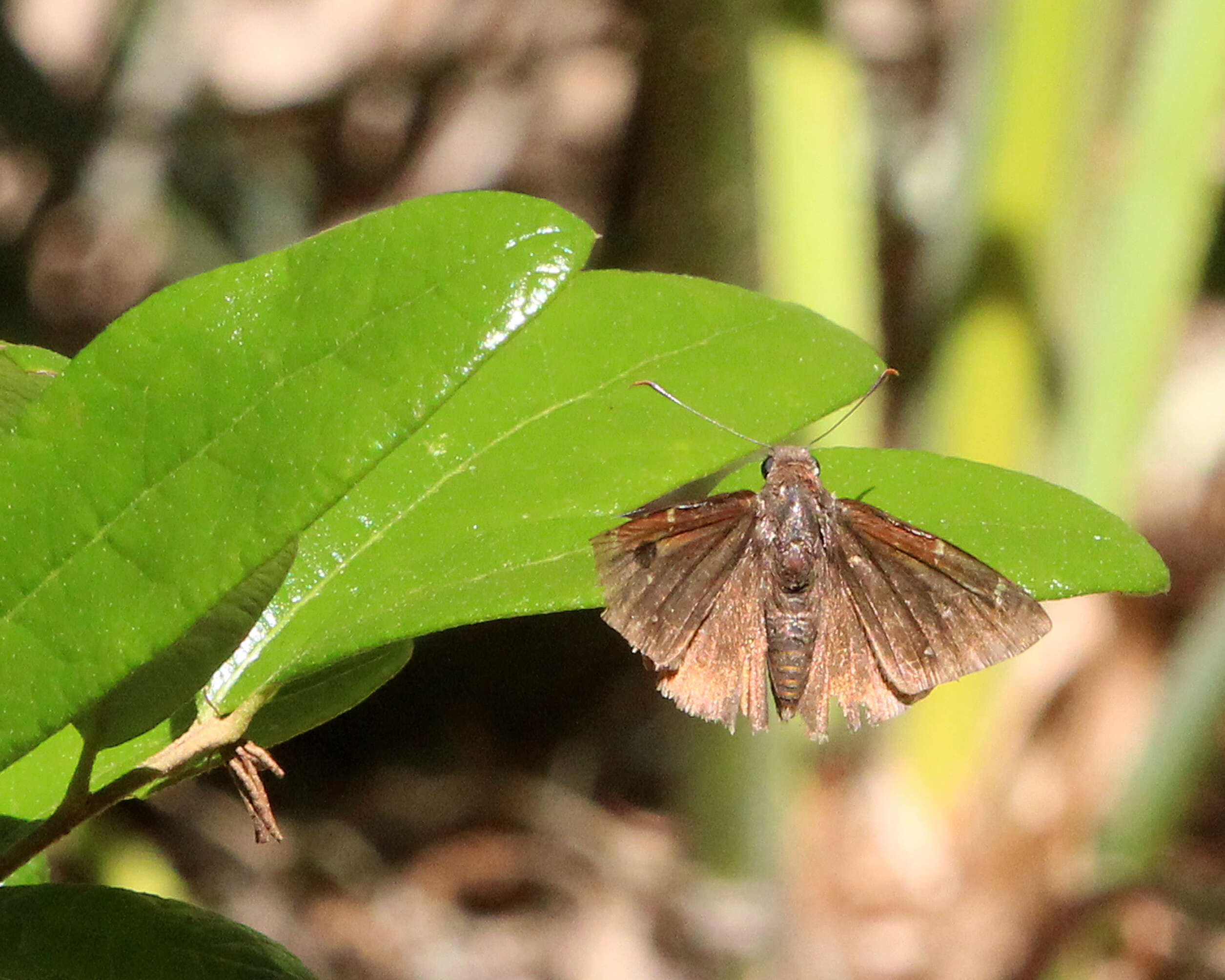 Image of Northern Cloudywing