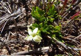 Image of Stackhousia pulvinaris F. Müll.