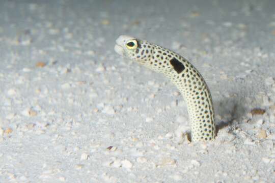 Image of garden eel