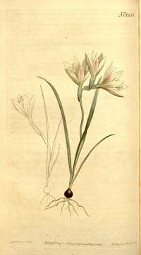 Image of Geissorhiza setacea (Thunb.) Ker Gawl.