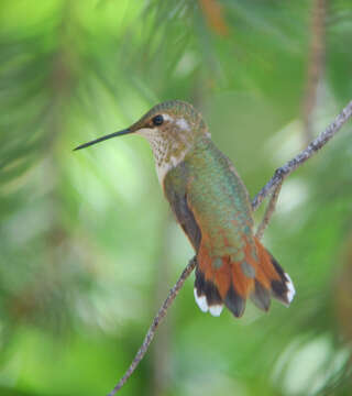 Image of Rufous Hummingbird