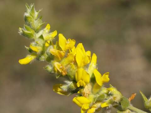 Plancia ëd Anthyllis cytisoides L.