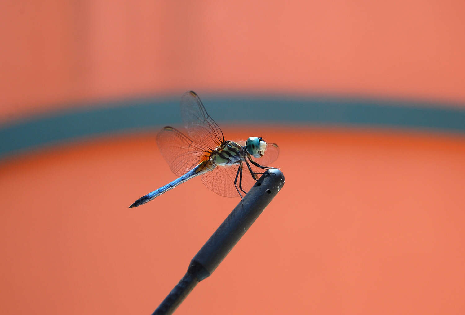 Image of Blue Dasher