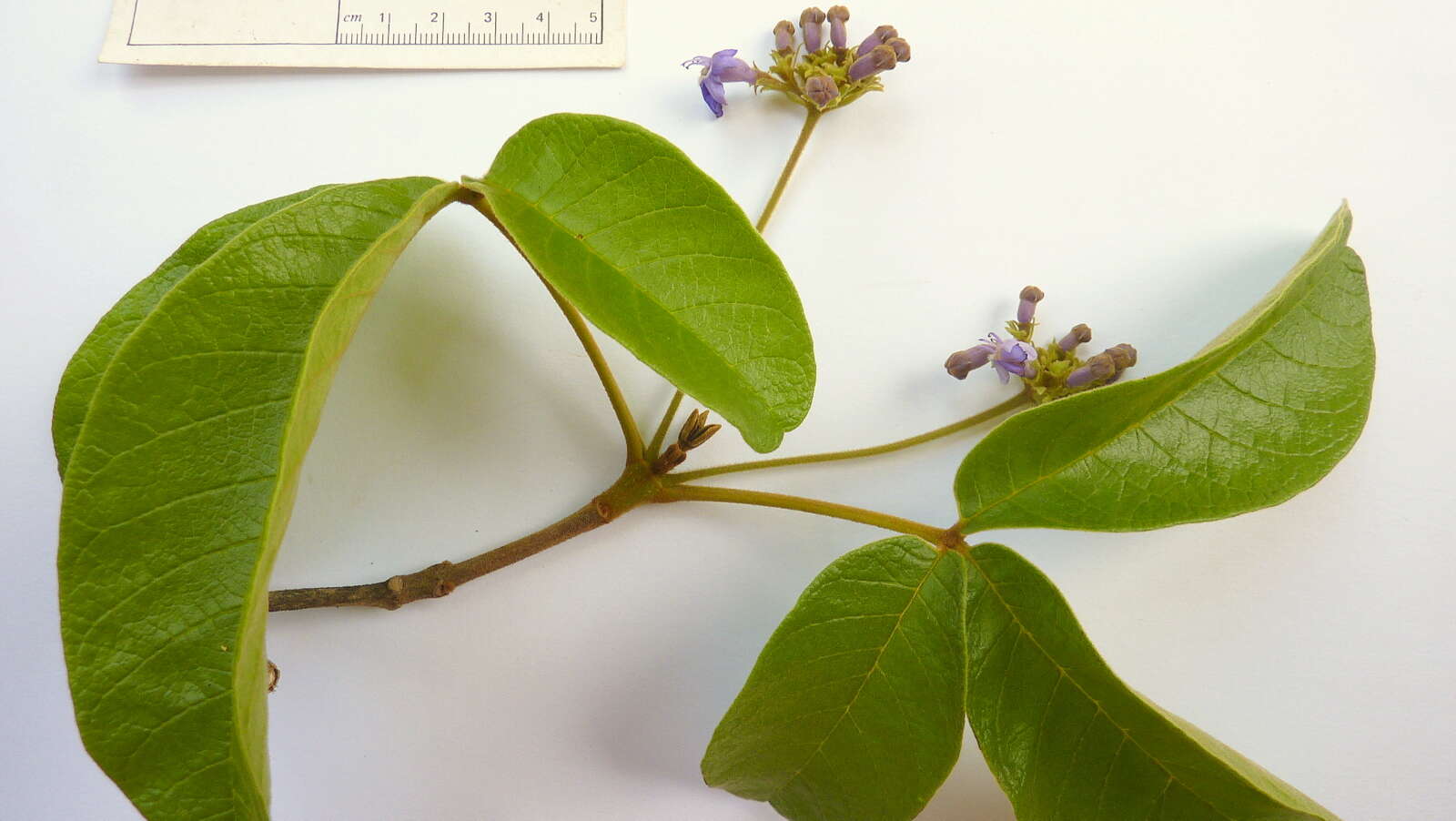 Image of Vitex rufescens A. Juss.