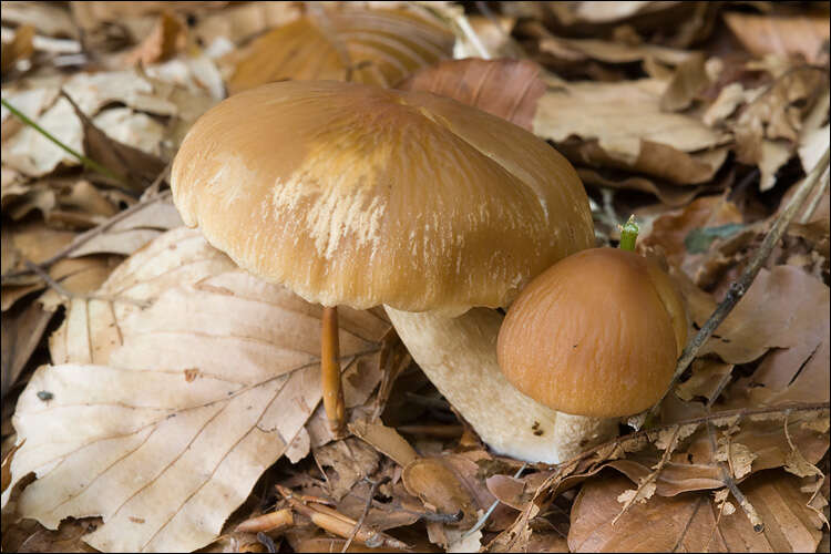 Image de Psathyrella