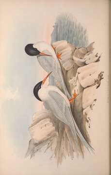 Image of Thalasseus bengalensis torresii Gould 1843