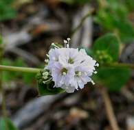 Imagem de Boerhavia repens L.