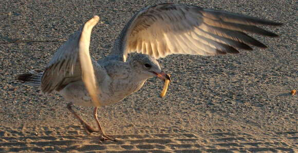 Image of Ring-billed Gull