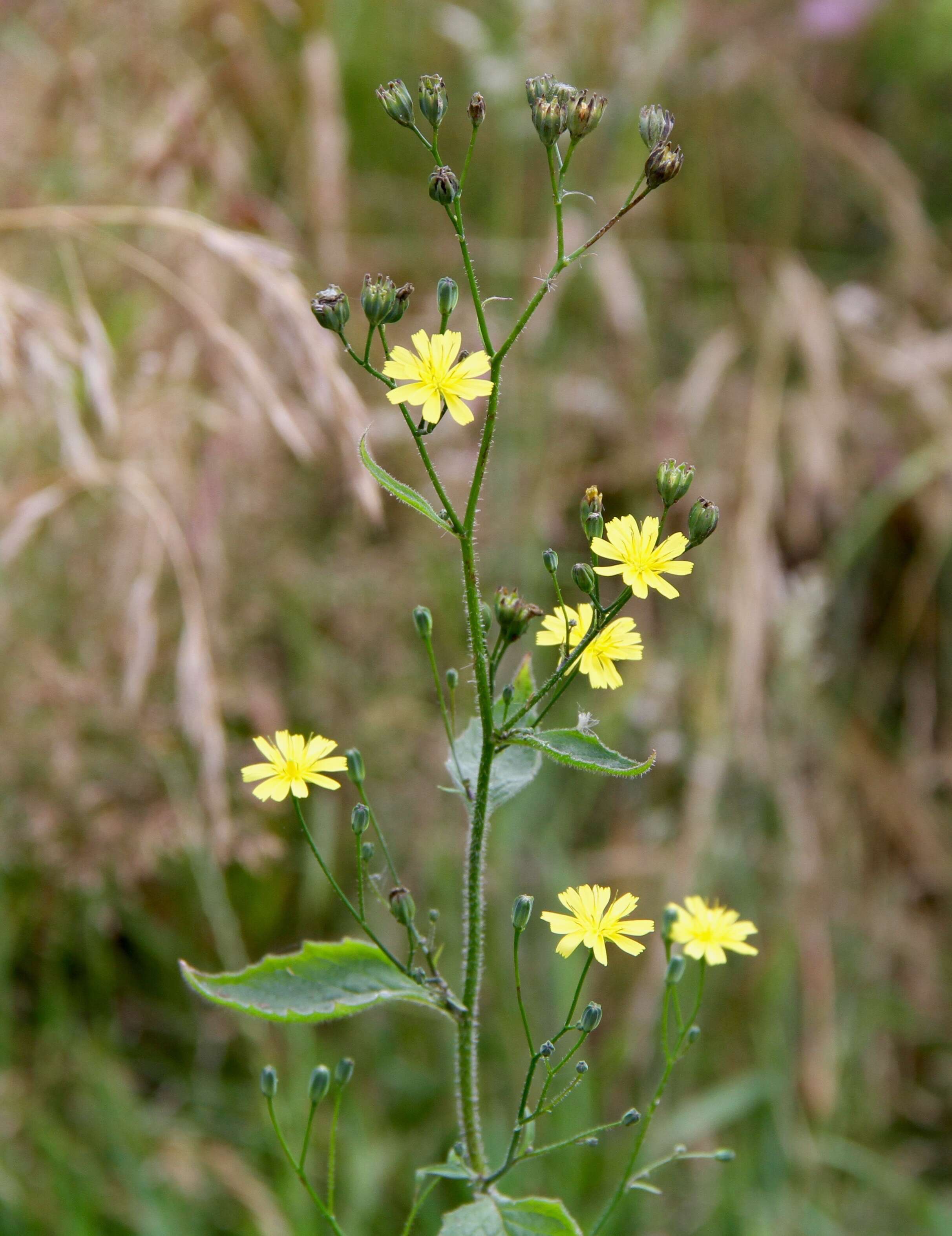 Image of nipplewort