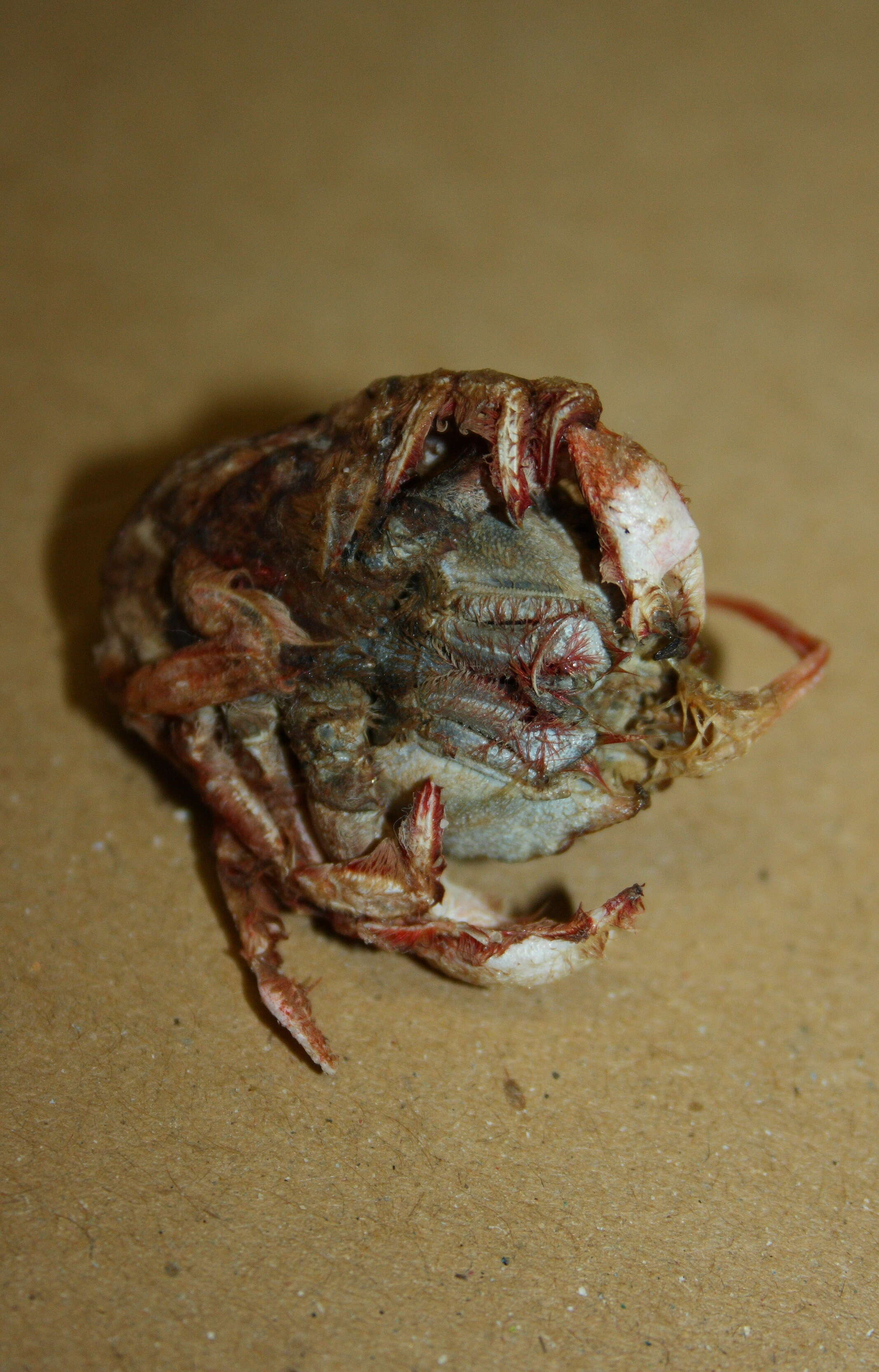 Image of masked crabs