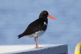 Image of oystercatchers