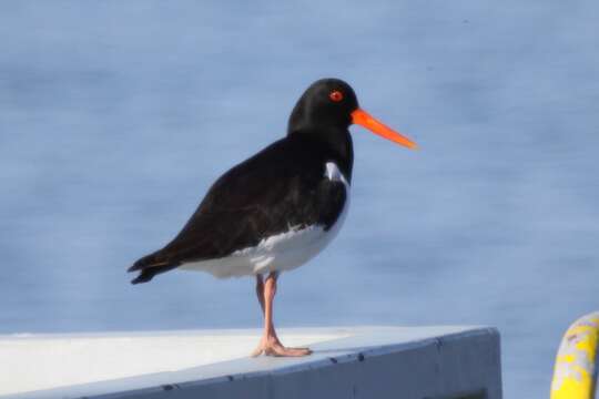 Image of oystercatcher, eurasian oystercatcher