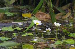 Image of water-crowfoot