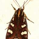 Image of Aegocera bimacula Walker 1854