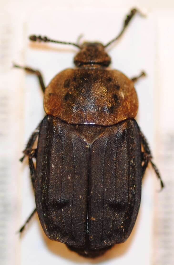 Thanatophilus latericarinatus (Motschulsky 1860) resmi