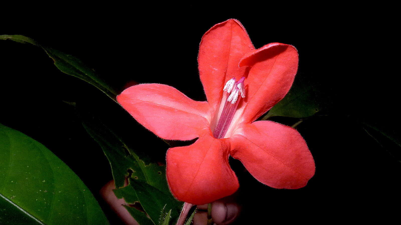 Image of Ruellia affinis (Schrad.) Lindau