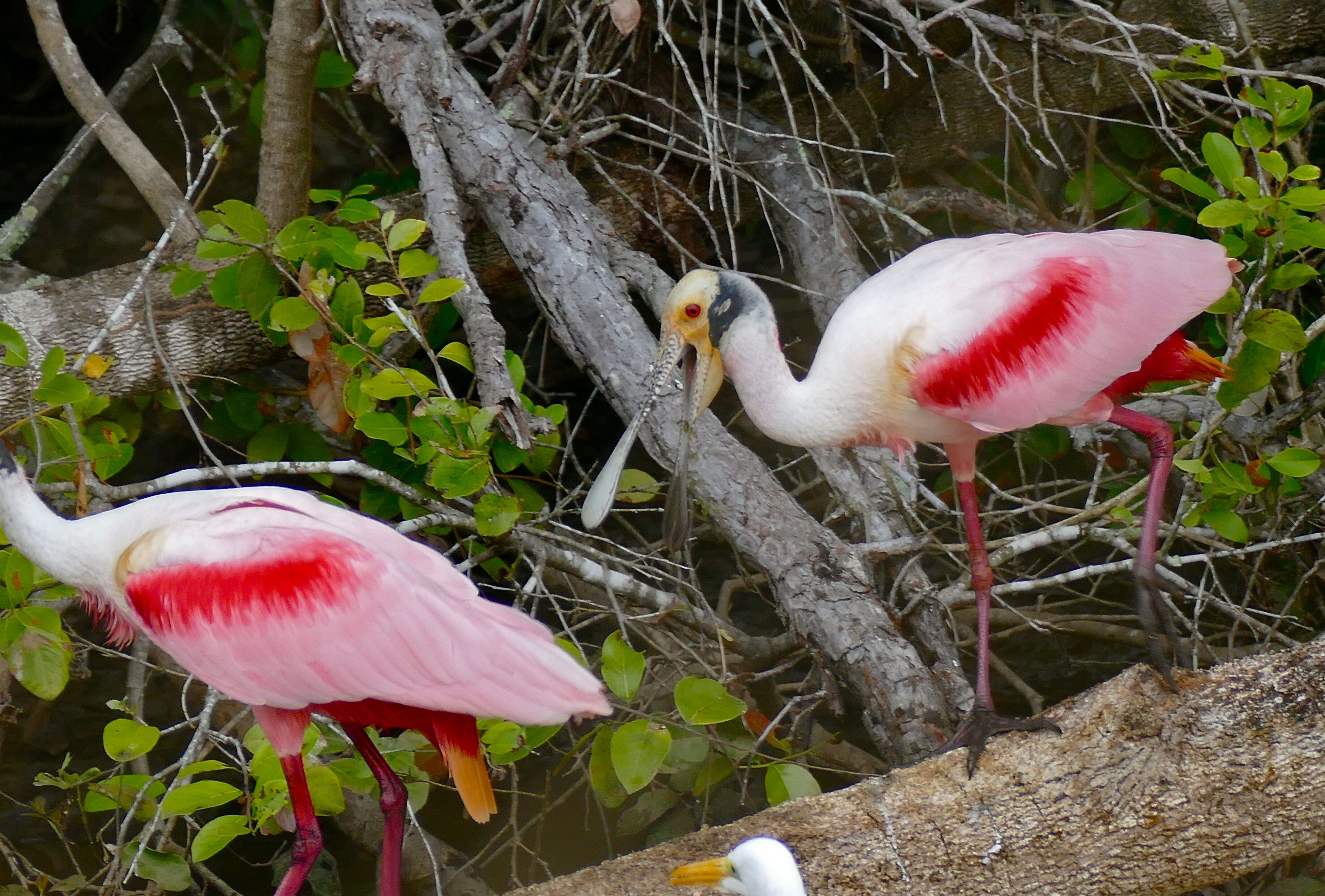 Image of Roseate Spoonbill