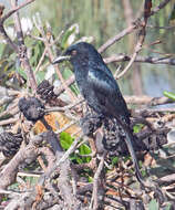 Image de Drongo pailleté