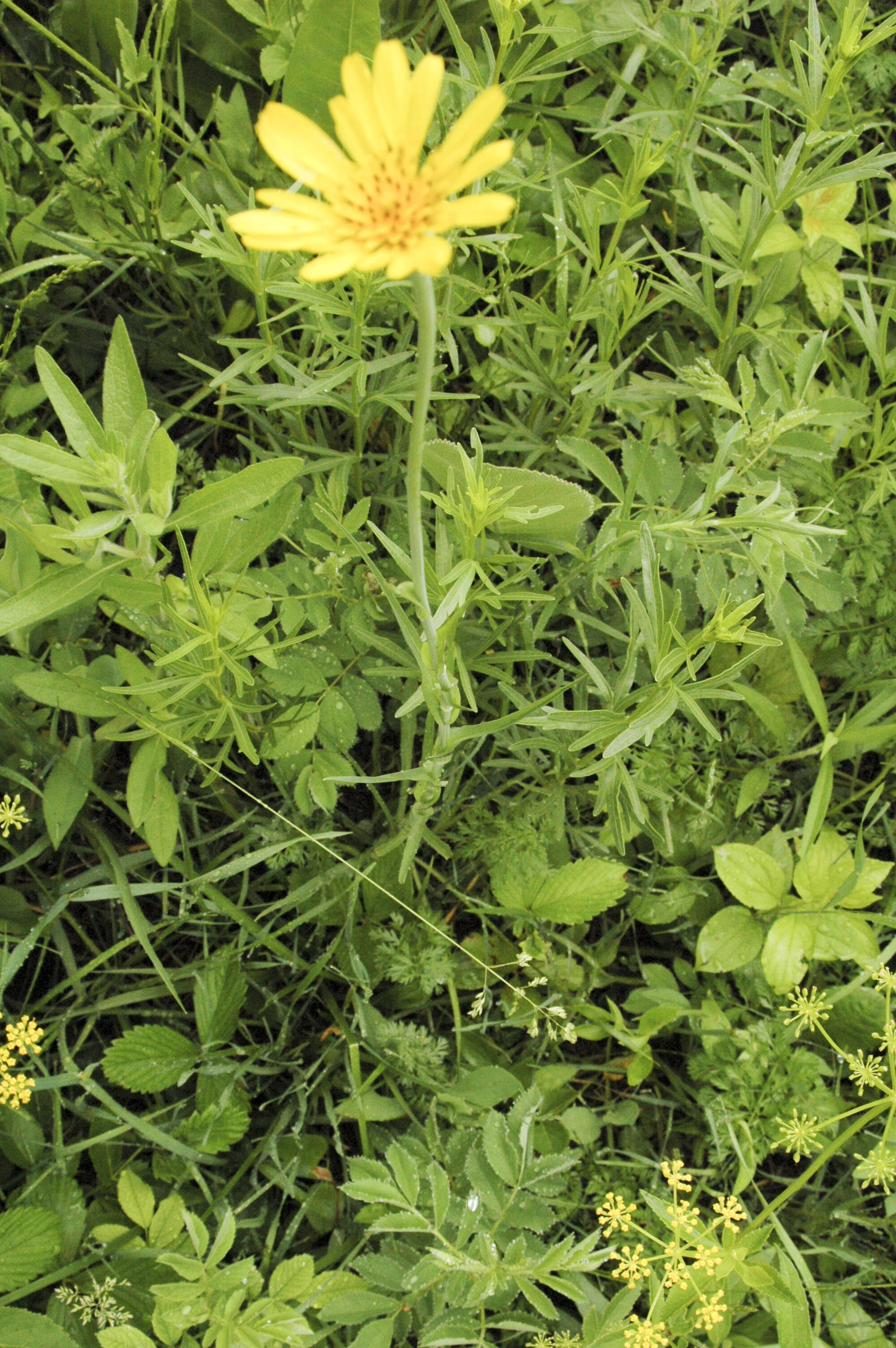 Image of goatsbeard