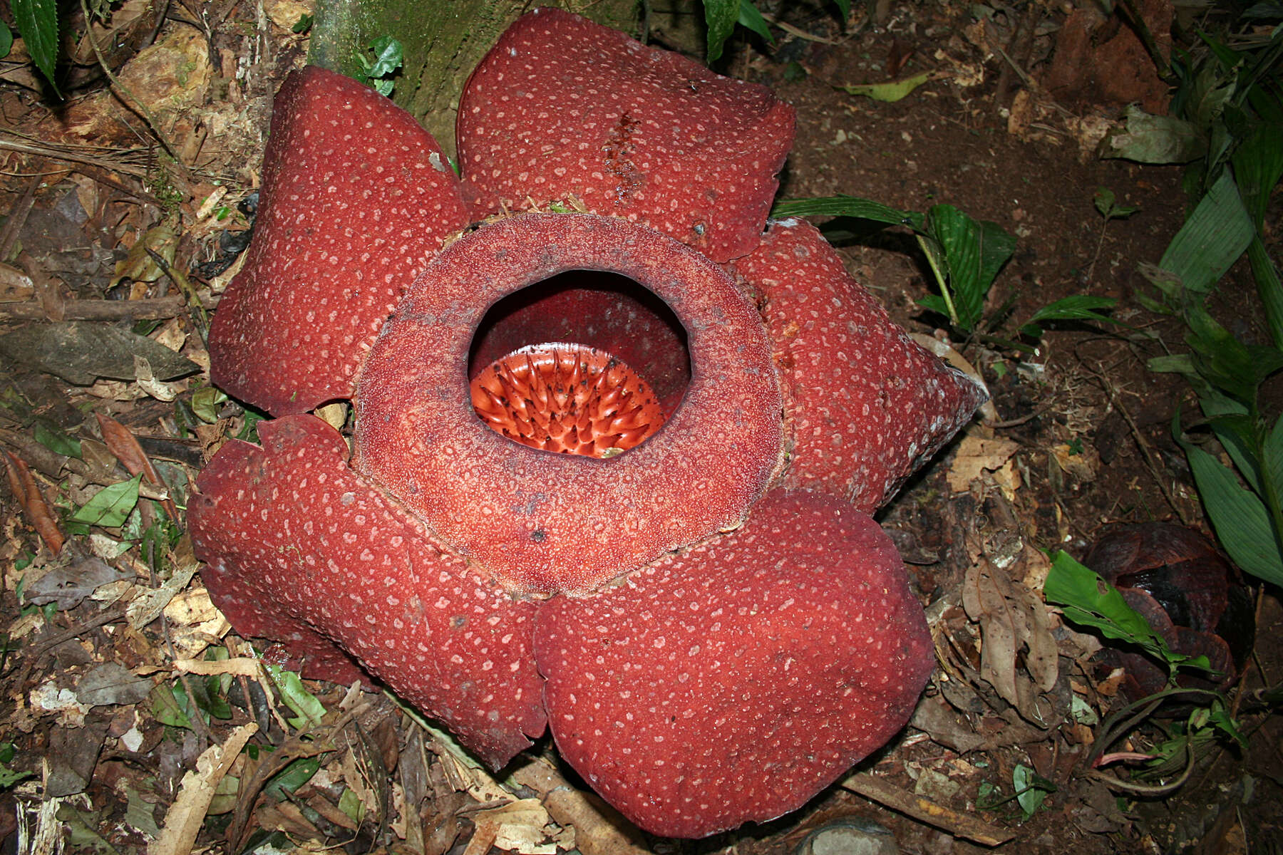 Image of rafflesias