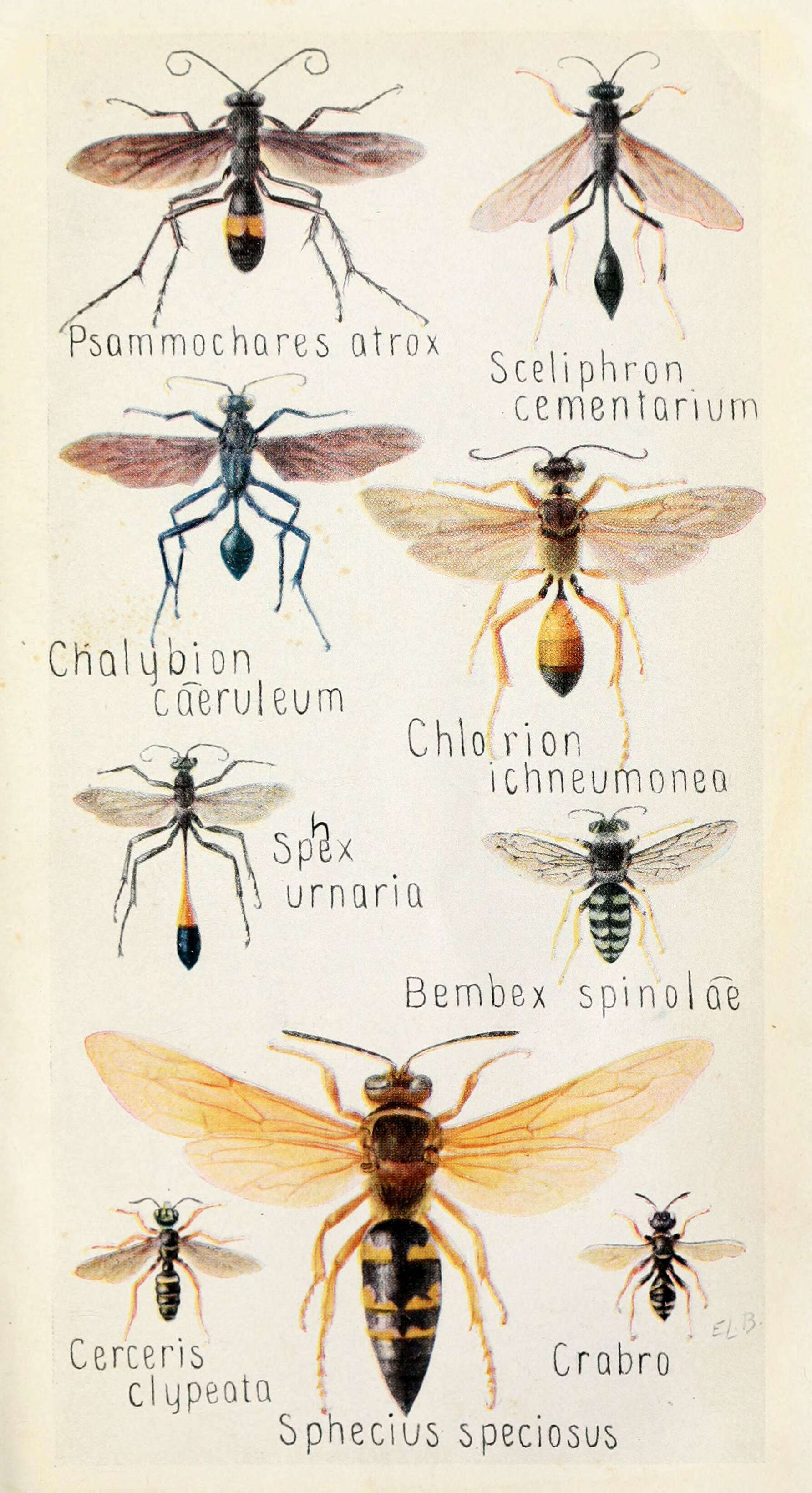 Image of wasps, bees, and ants