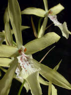 Image of Pansy orchids