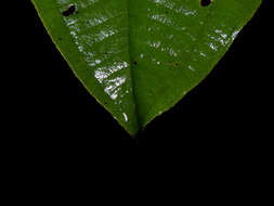 Image of Miconia elata (Sw.) DC.