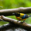 Image of Black-chinned Mountain Tanager