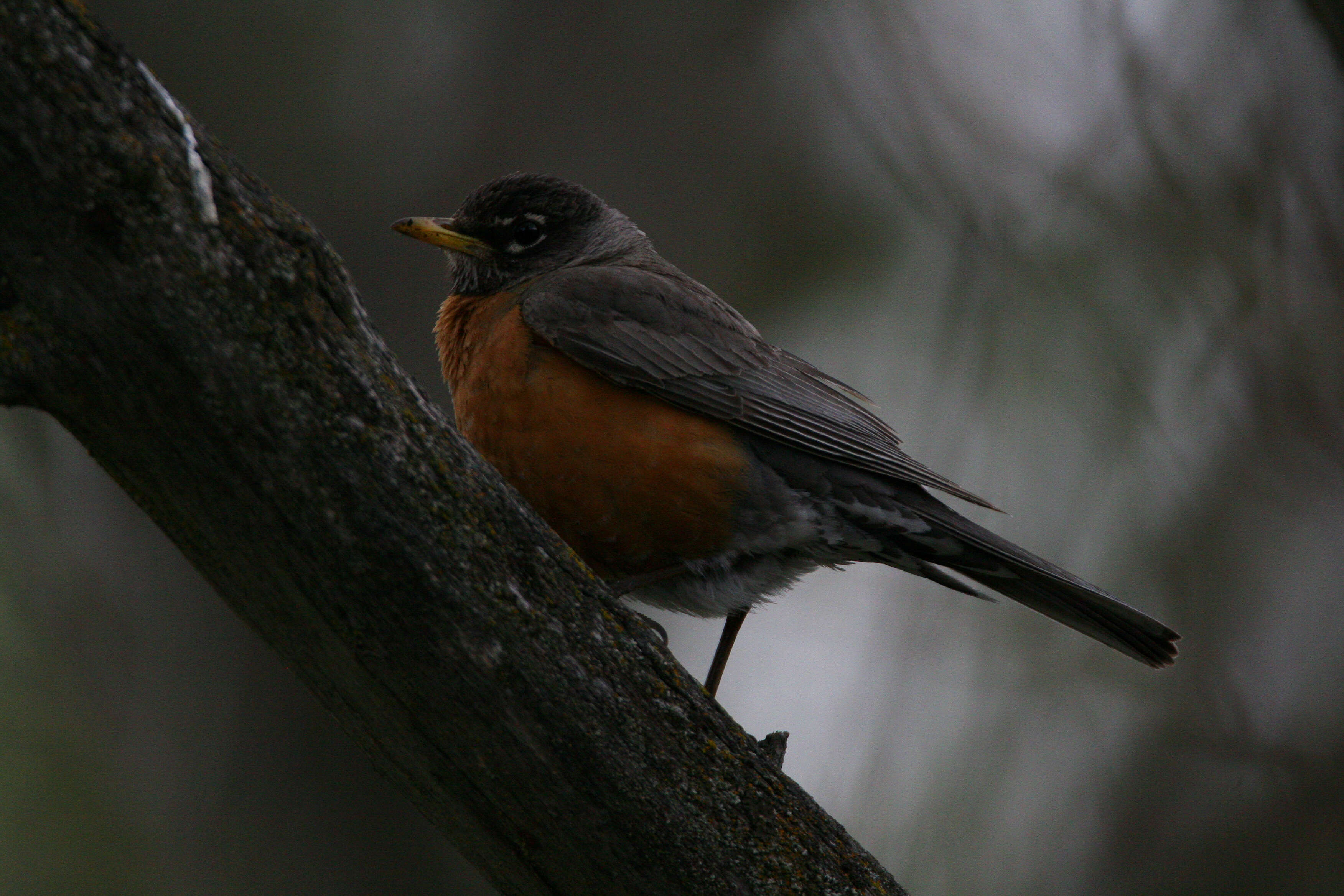 Image of American Robin