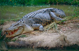 Image of crocodiles