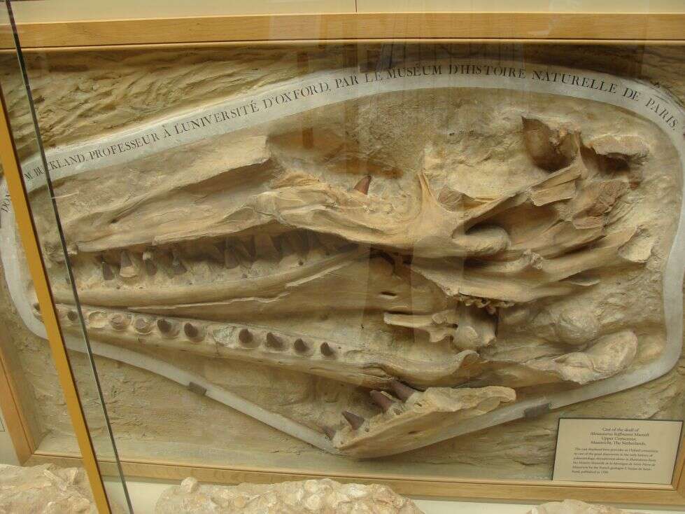 Image of Mosasaurus Cope 1869