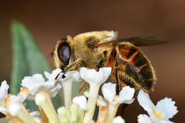 Image of drone fly