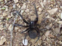 Image of desid spiders