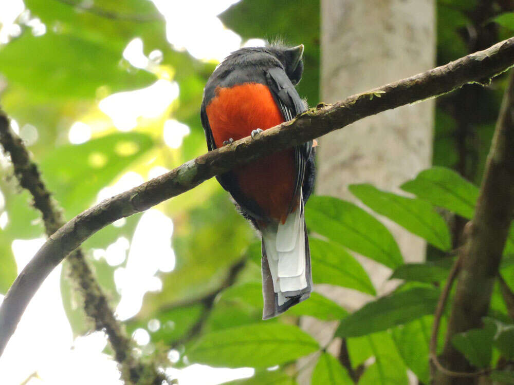 Image of Trogon Brisson 1760