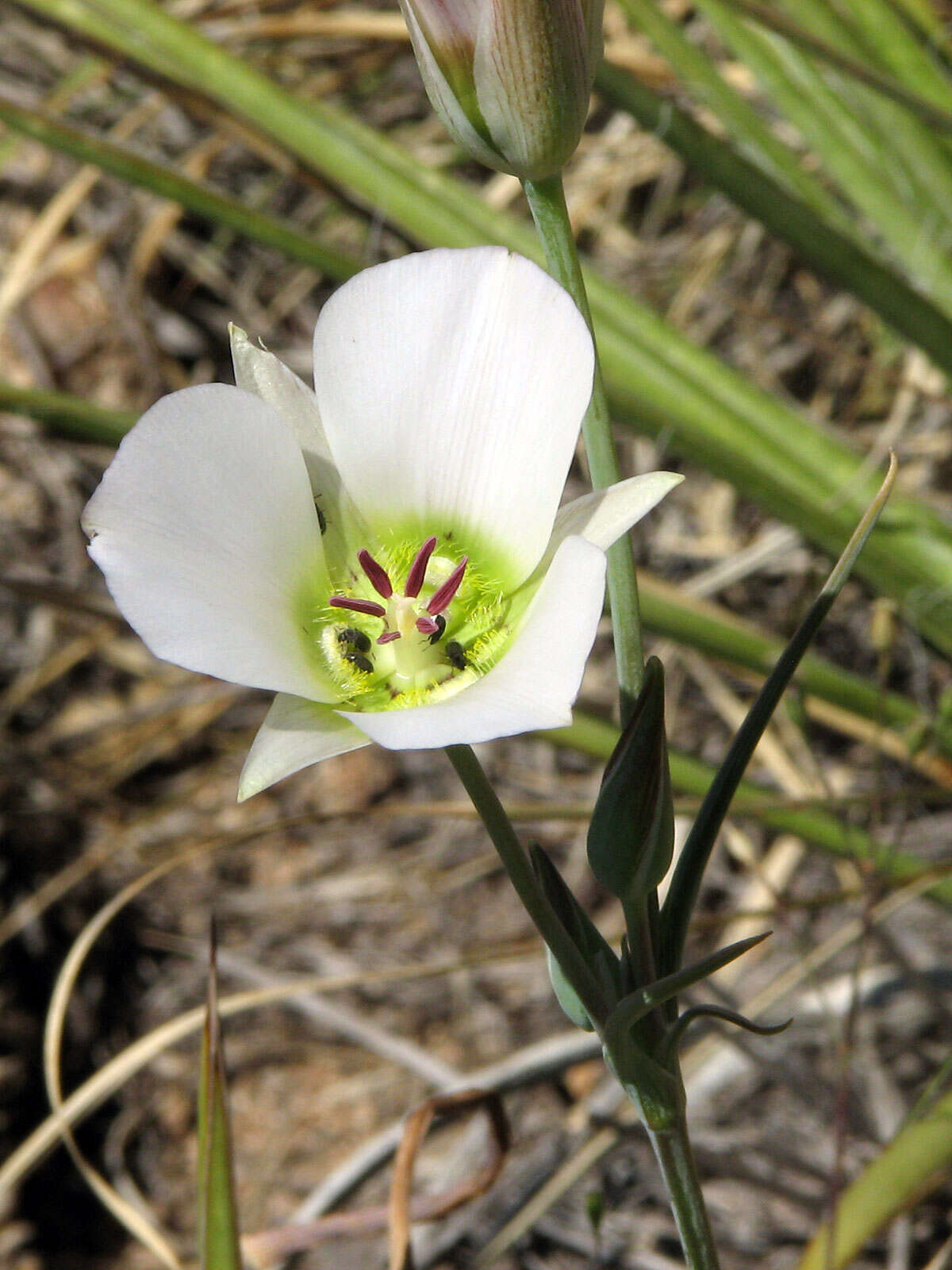 Image of doubting mariposa lily
