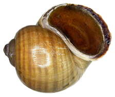 Sivun Pomacea paludosa (Say 1829) kuva