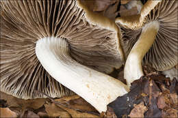 Image de Psathyrella