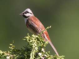 Image of Chestnut-breasted Bunting