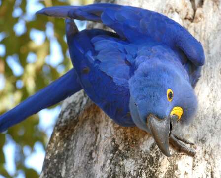 Image of Hyacinth Macaw