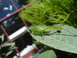 Image of Scudder's bush katydids