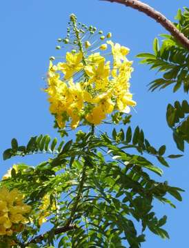 Image of Gold medallion tree