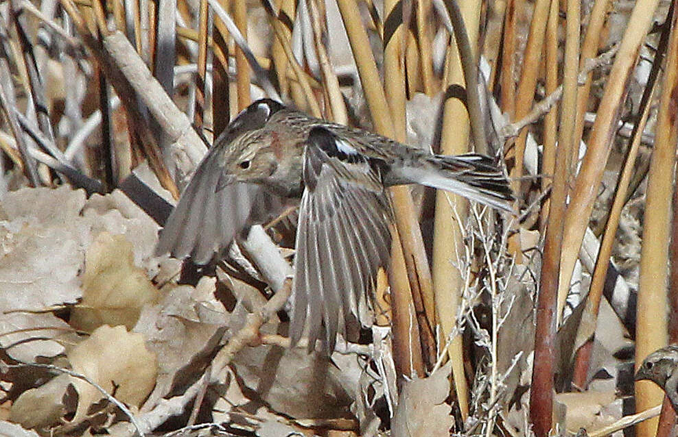 Image of Chestnut-collared Longspur