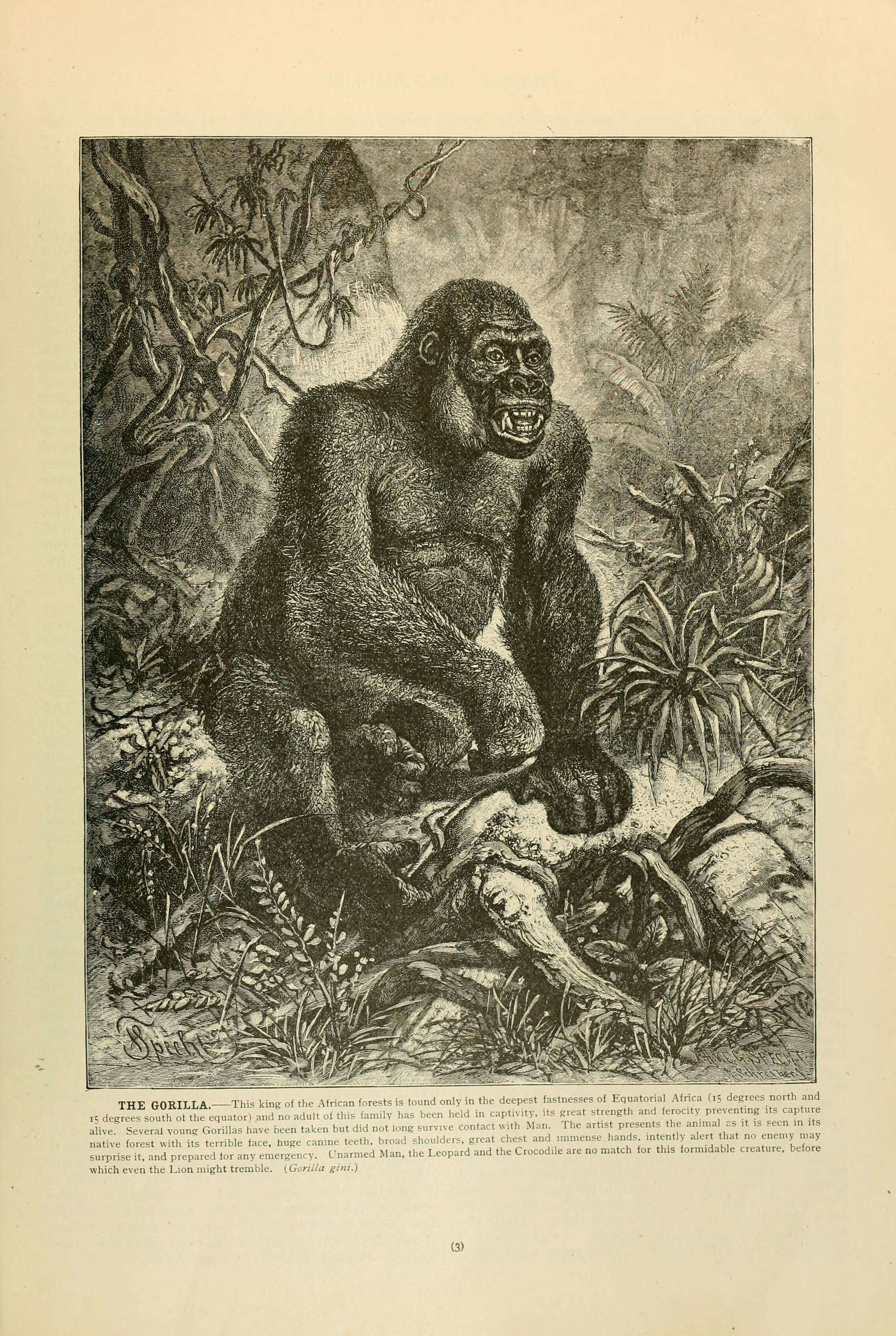 Image of Gorillas