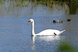 Image of Swan