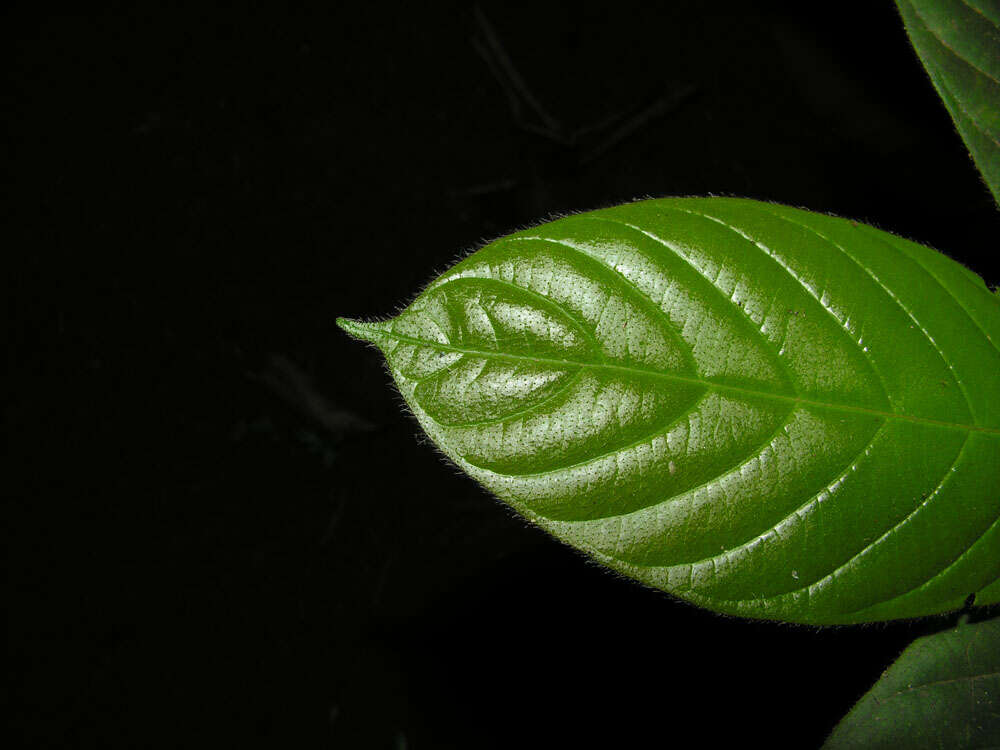 Image of Duroia costaricensis Standl.