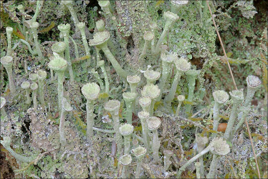 Image of cup lichen