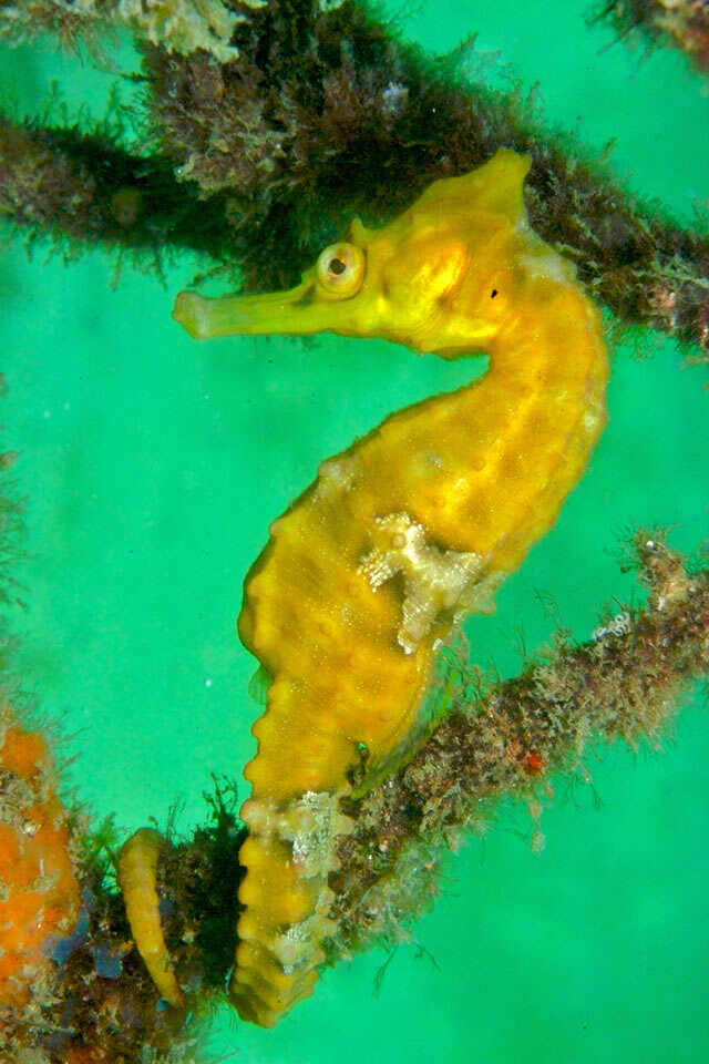 Image of seahorses