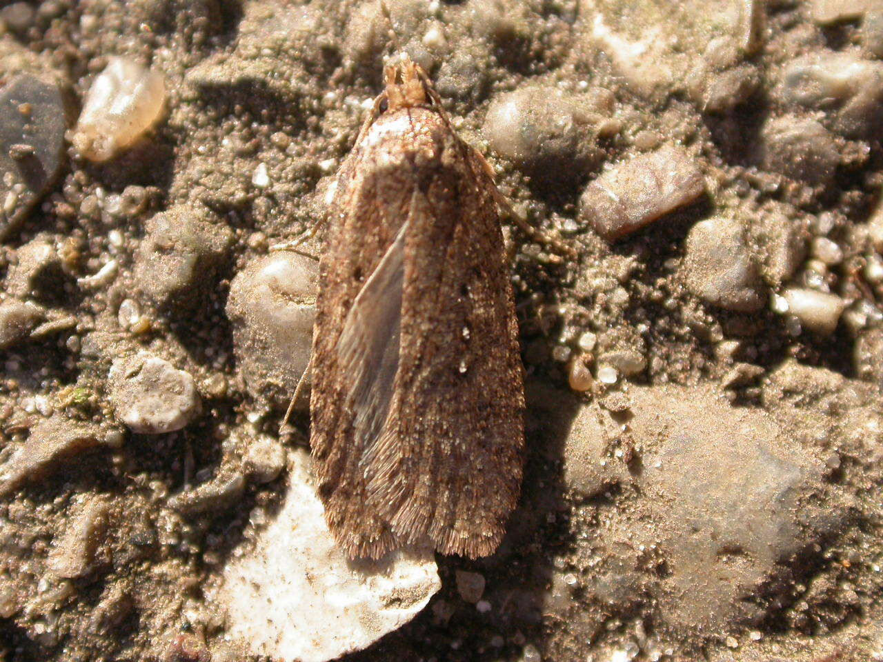 Image of Agonopterix heracliana Linnaeus 1758